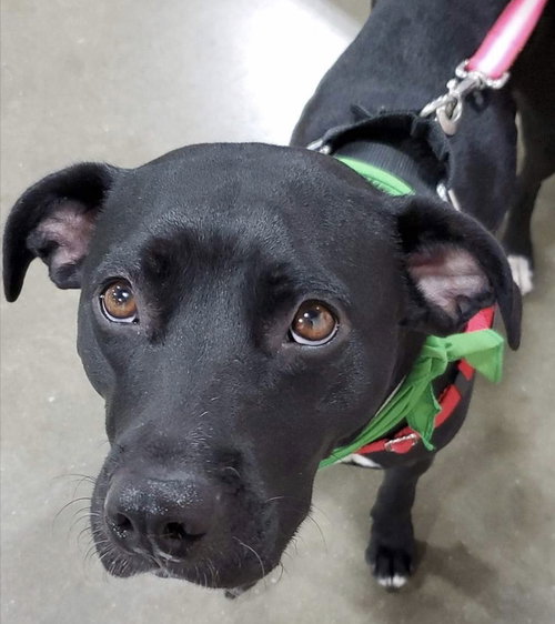 Rs Litter Mamaberry (mom) - ADOPTED 12.11.19