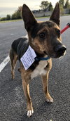 Moss - ADOPTED 11.25.19