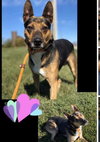 Moss - ADOPTED 11.25.19