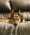 Moss - ADOPTED 11.25.19