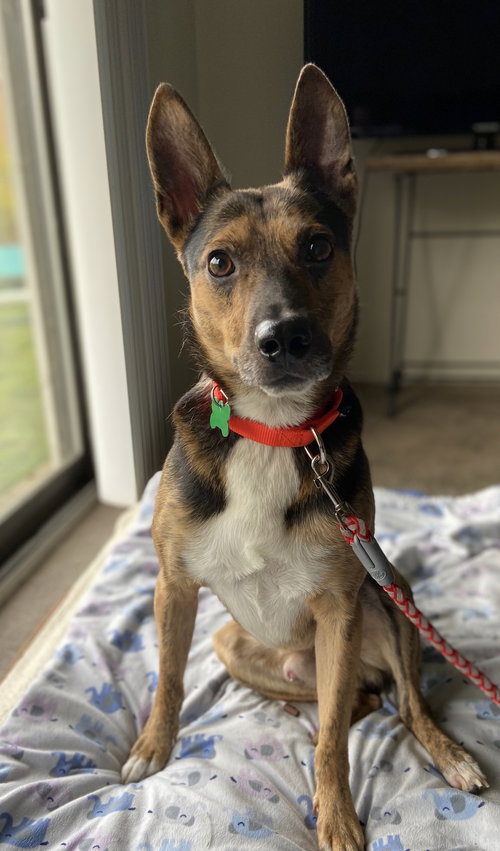 Moss - ADOPTED 11.25.19
