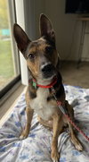 Moss - ADOPTED 11.25.19