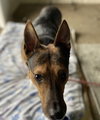 Moss - ADOPTED 11.25.19