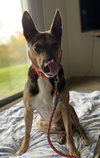 Moss - ADOPTED 11.25.19