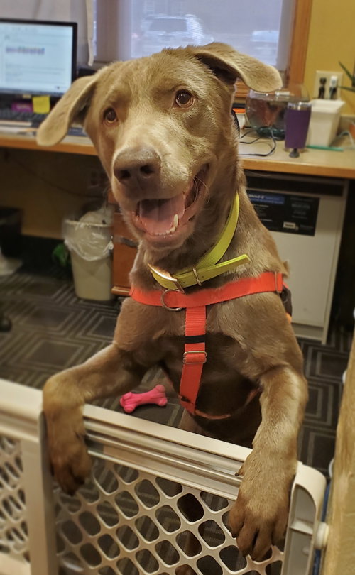Dublin - ADOPTED 11.09.19