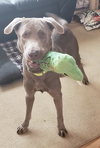 Dublin - ADOPTED 11.09.19