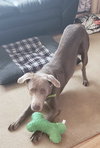 Dublin - ADOPTED 11.09.19