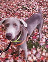 Dublin - ADOPTED 11.09.19