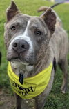 Brego - ADOPTED 11.14.19