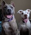 Brego - ADOPTED 11.14.19