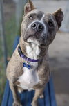 Brego - ADOPTED 11.14.19