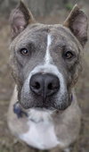 Brego - ADOPTED 11.14.19