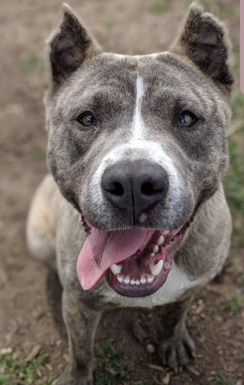 Brego - ADOPTED 11.14.19