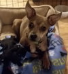 Pixel - ADOPTED 12.14.19