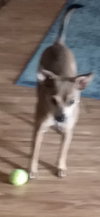 Pixel - ADOPTED 12.14.19