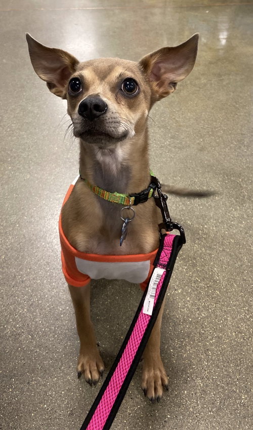Pixel - ADOPTED 12.14.19