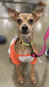 Pixel - ADOPTED 12.14.19