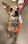 Pixel - ADOPTED 12.14.19