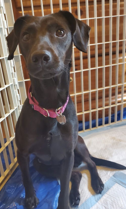 Saleen - ADOPTED 12.06.19