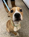 Kiara - ADOPTED 01.08.20
