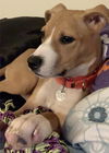 Kiara - ADOPTED 01.08.20