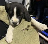 Ss Litter Walnut - ADOPTED 01.05.20