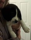Ss Litter Walnut - ADOPTED 01.05.20