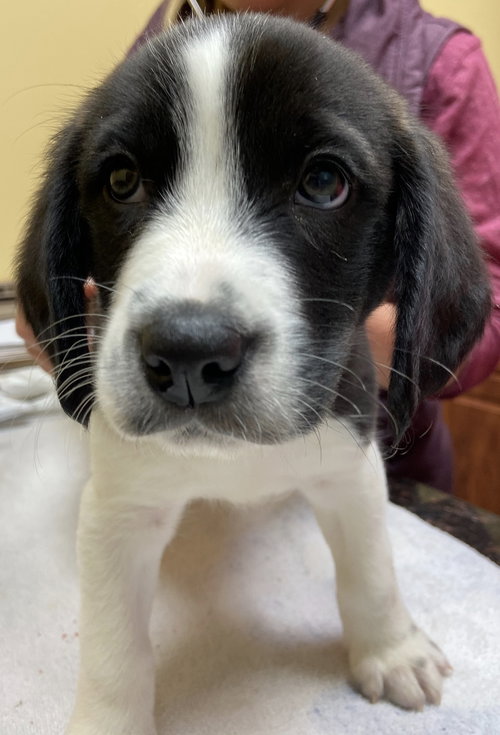 Ss Litter Walnut - ADOPTED 01.05.20
