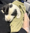 Ss Litter Pistachio - ADOPTED 01.11.20