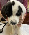 Ss Litter Pistachio - ADOPTED 01.11.20
