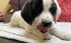 Ss Litter Pistachio - ADOPTED 01.11.20