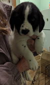 Ss Litter Cashew - ADOPTED 12.28.19