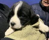 Ss Litter Cashew - ADOPTED 12.28.19