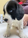 Ss Litter Cashew - ADOPTED 12.28.19