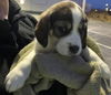 Ss Litter Pecan - ADOPTED 01.05.20