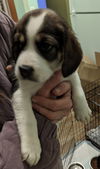 Ss Litter Pecan - ADOPTED 01.05.20