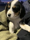 Ss Litter Almond - ADOPTED 12.28.19