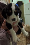 Ss Litter Almond - ADOPTED 12.28.19