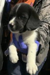 Ss Litter Macadamia - ADOPTED 12.28.19