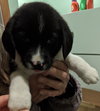 Ss Litter Macadamia - ADOPTED 12.28.19