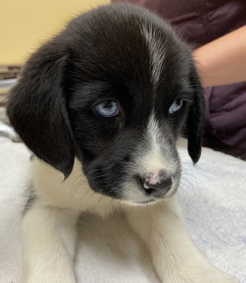 Ss Litter Macadamia - ADOPTED 12.28.19