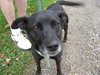 Amber-ADOPTED-6.9.09