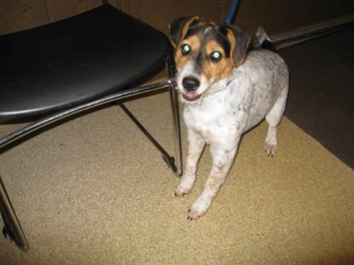 Analeise-ADOPTED-6.9.09