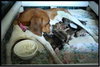Anastasia - ADOPTED 06.09.09