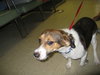 Andy-ADOPTED-6.9.09