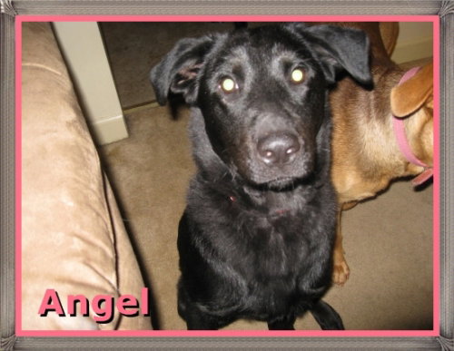 Angel-ADOPTED-6.9.09