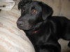 Angel-ADOPTED-6.9.09
