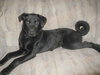 Angel-ADOPTED-6.9.09