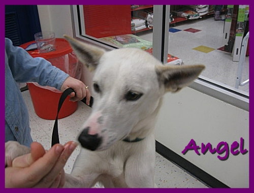 Angel-ADOPTED-6.9.09