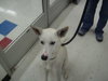 Angel-ADOPTED-6.9.09
